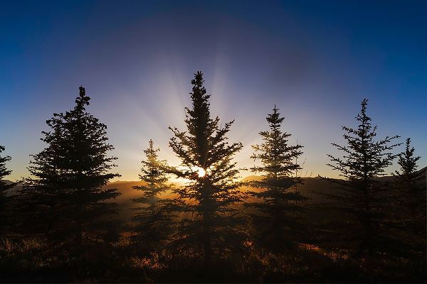 Jones, Adam 아티스트의 Pine trees silhouetted at sunset-Grand Teton National Park-Wyoming작품입니다.
